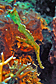 Armored ghost pipefish