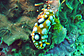 Phyllidia sea slug