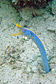 0900tn_moray-blueribbon-eel.jpg