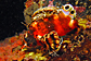 0967tn_lionfish-twinspot.jpg