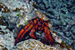 0971tn_crab-hermit.jpg