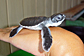 Baby Green sea turtle 7 days old