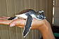 Baby Green sea turtle 12 days old