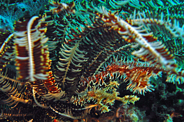 Two Harlequin ghost pipefish