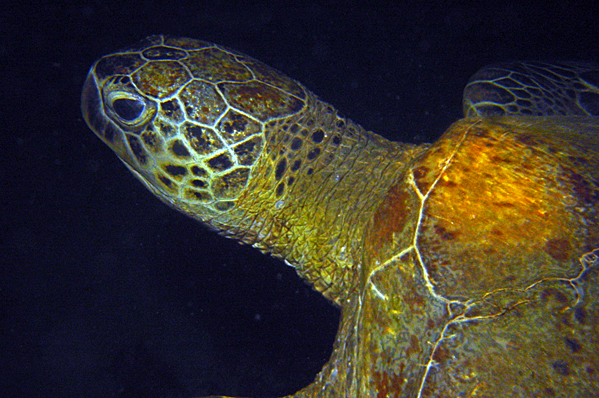 Green sea turtle on night dive