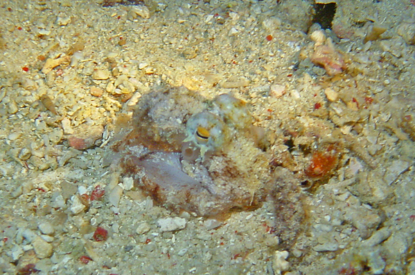 Small common octopus