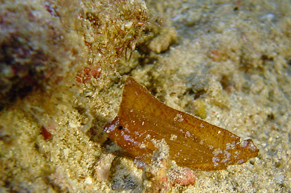 Cockatoo waspfish