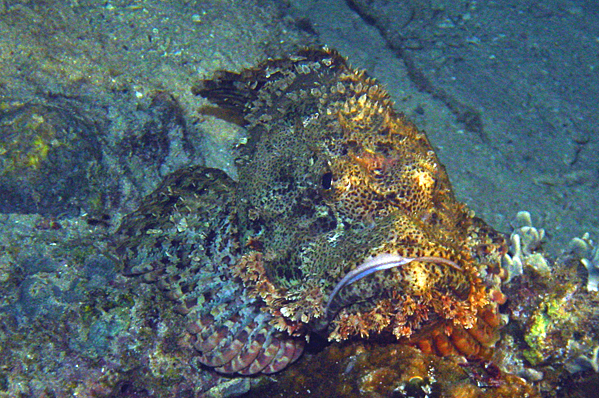 False stonefish