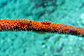 Two whip coral gobies