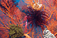 Fans and feather stars