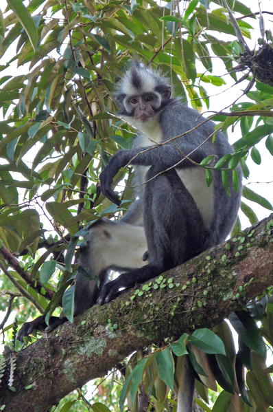 Thomas' leaf monkey at Bukit Lawang
