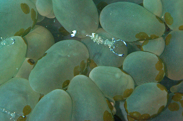 Anemone shrimp in ascidian setting