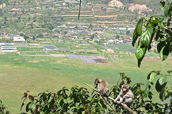 Monkeys with a view