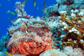 Tassled scorpionfish head on