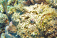 Stonefish in yellow algae