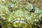 Face value Stonefish
