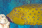 Yellow boxfish (male)