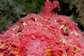 Stonefish in red