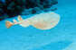 Panther electric ray