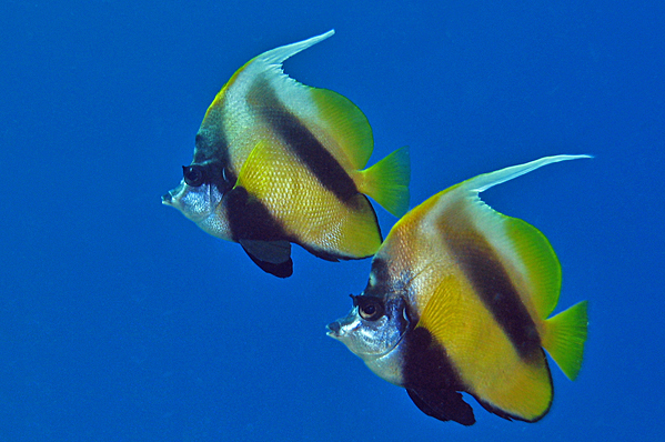 A pair of Red Sea bannerfish