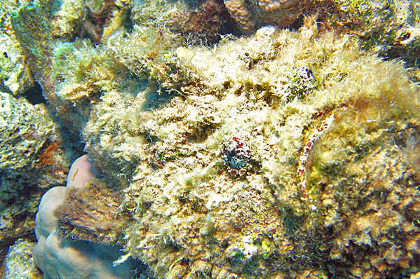 Stonefish in yellow algae