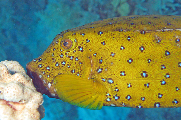 Yellow boxfish (female)