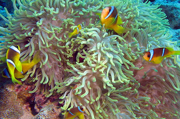 Se7en Twoband anemonefish