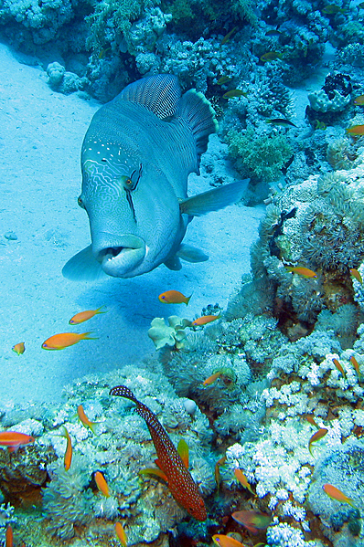 Young Humphead wrasse