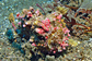 Warty frogfish