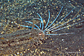 Cockatoo righteye flounder