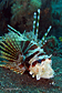 Zebra turkeyfish
