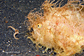 Striated frogfish 