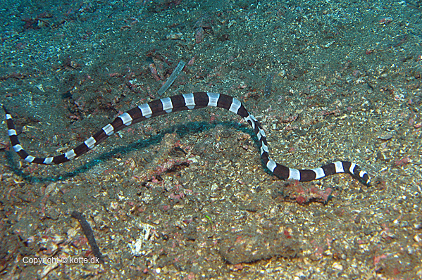 Harlequin snake eel