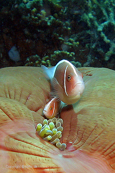 Pink anemonefish on a Magnificient seaanemone