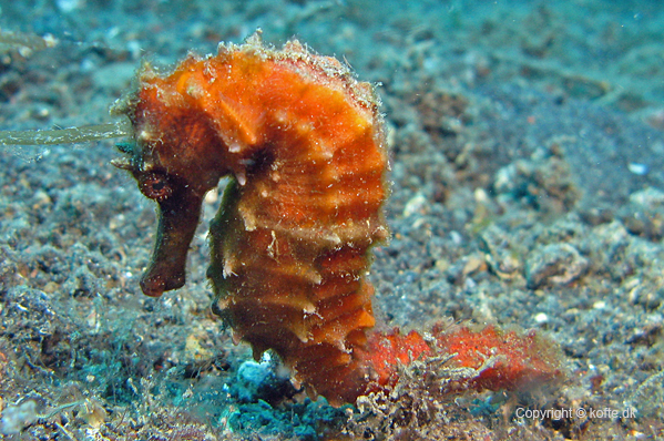 Spotted seahorse
