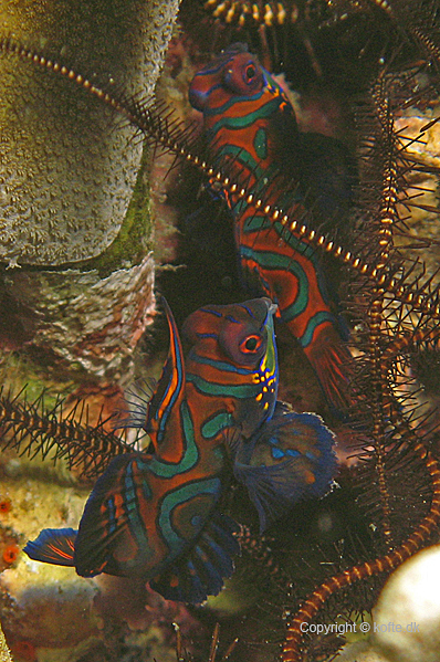 Mandarinfish