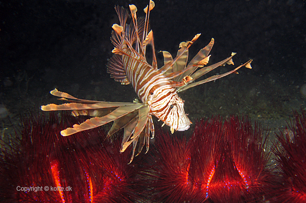 Red lionfish and Sea urchins