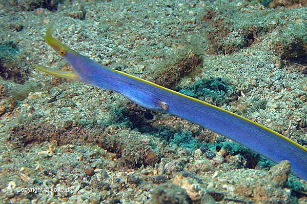Blue Ribbon moray (male)