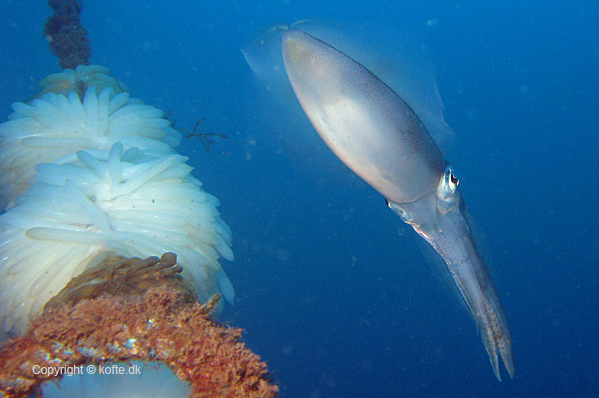 Bigfin reef squid laying eggs
