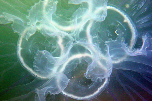 Jellyfish up close