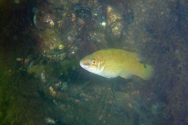 A solitary Goldsinny wrasse