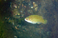 A solitary Goldsinny wrasse