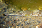 Another Greater pipefish