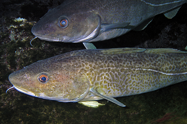 Atlantic cods