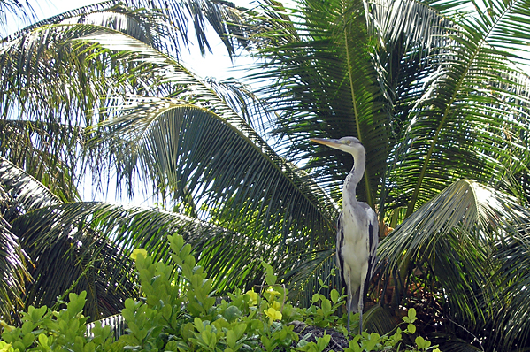 Crane in palm tree