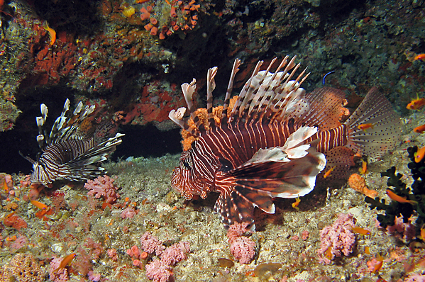 A couple of Red lionfish