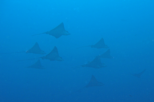Ten Spotted eagle rays