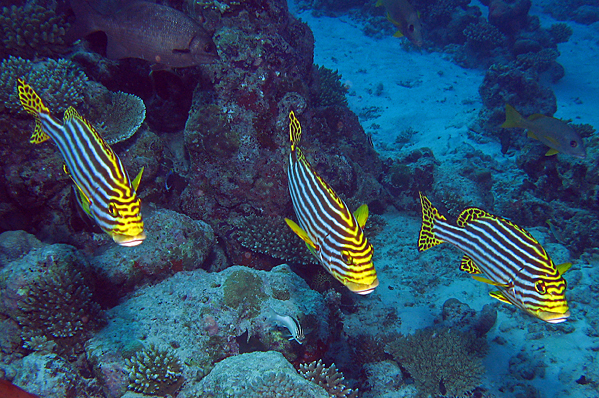 A band of Oriental sweetlips