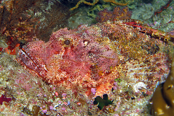 Tassled scorpionfish