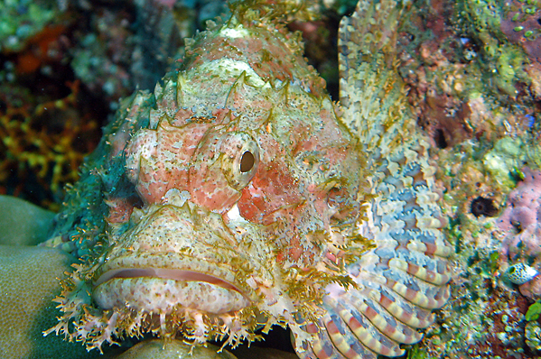 Another Tassled scorpionfish